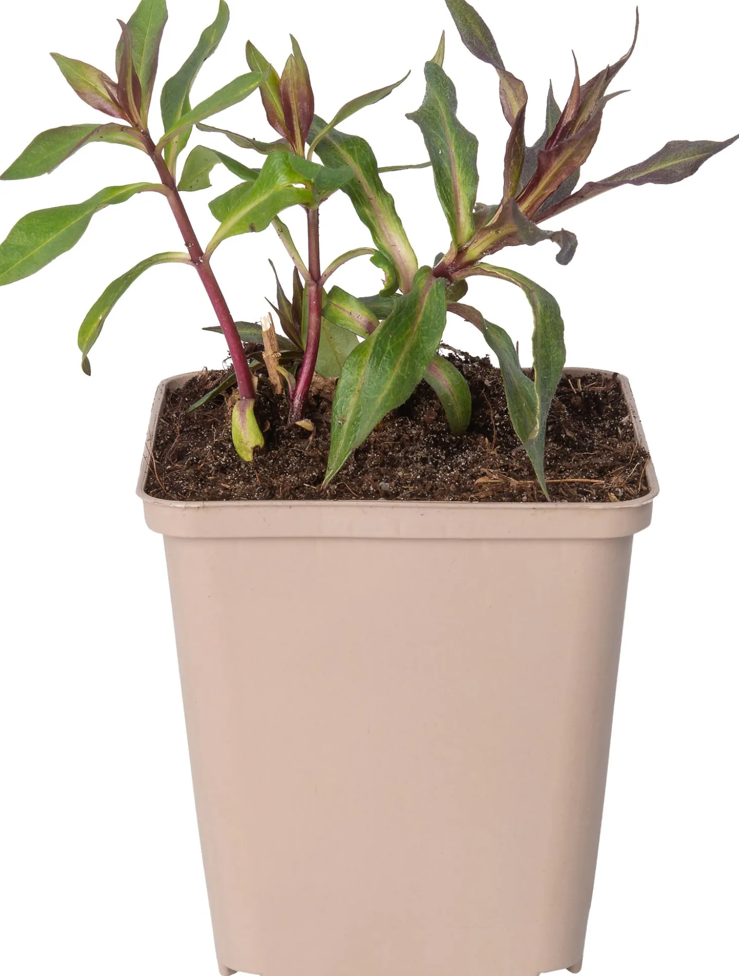 Vlambloem (Phlox paniculata 'Starfire') D 9 H 10 cm
