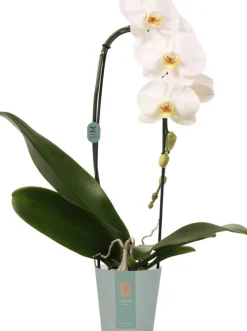Vlinderorchidee cascade 1 tak (Phalaenopsis 'Tokyo') D 12 H 60 cm