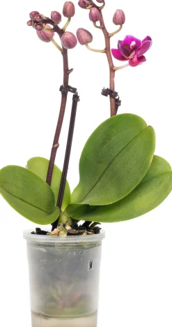 Vlinderorchidee (Phalaenopsis 'Little Lady') D 6 H 18 cm