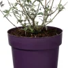 Vlinderstruik (Buddleja 'Buzz Ivory') D 17 H 25 cm