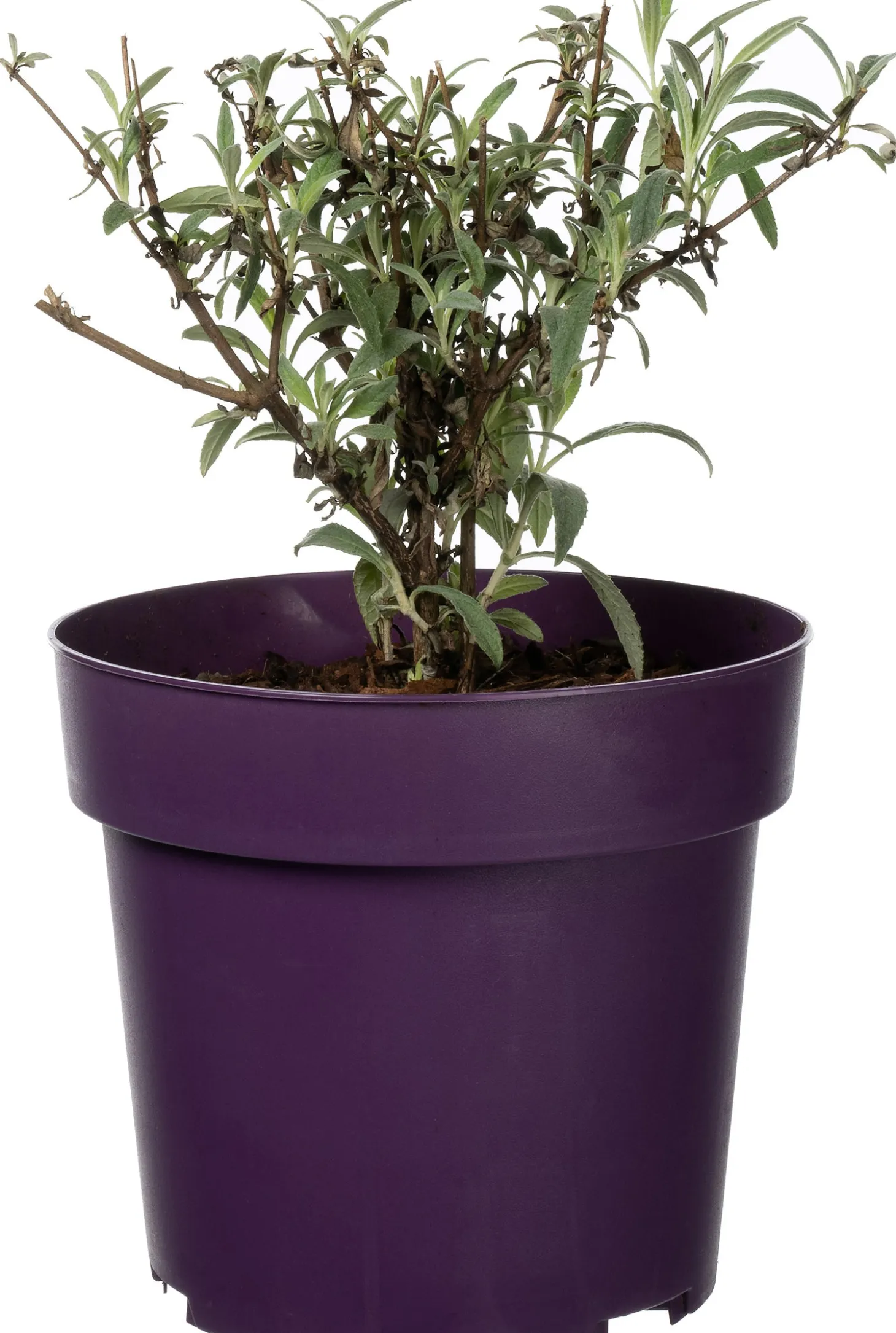 Vlinderstruik (Buddleja 'Buzz Violet') D 17 H 25 cm