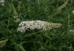Vlinderstruik (Buddleja davidii 'White Profusion) H 30-40 cm