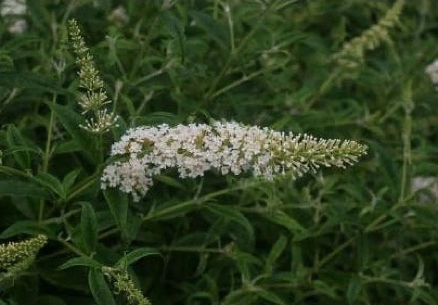 Vlinderstruik (Buddleja davidii 'White Profusion) H 30-40 cm
