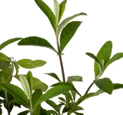 Vlinderstruik (Buddleja davidii 'Royal Red') D 24 H 40 cm