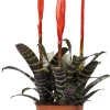 Vriesea (Vriesea 'Era') D 12 H 45 cm