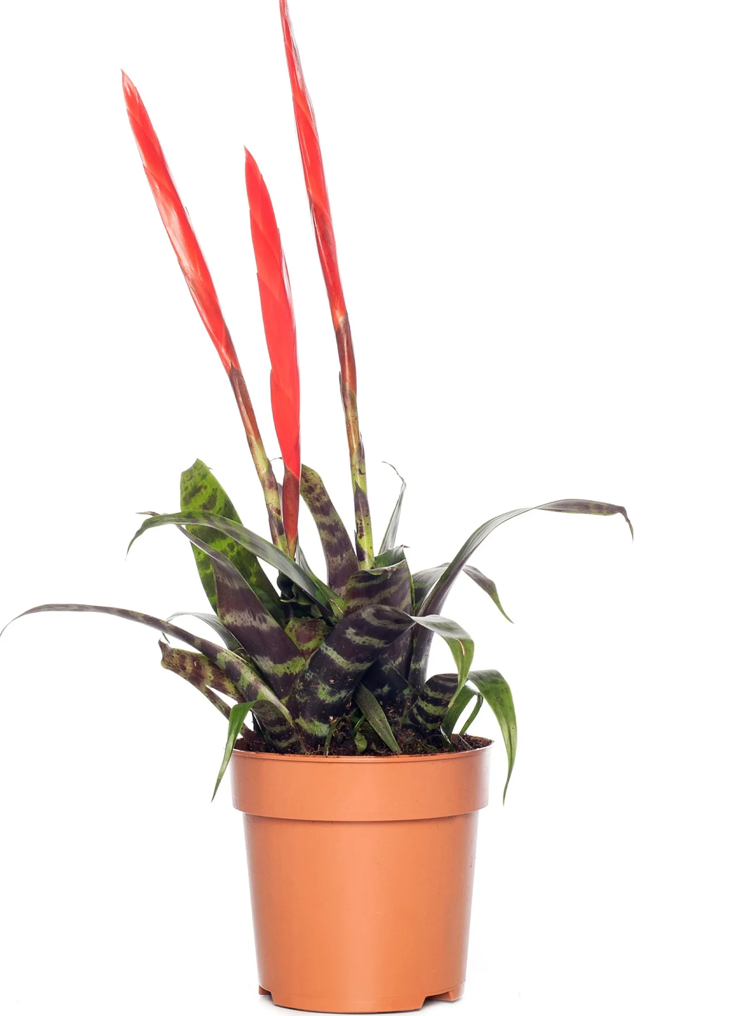 Vriesea (Vriesea 'Era Triplo') D 12 H 45 cm