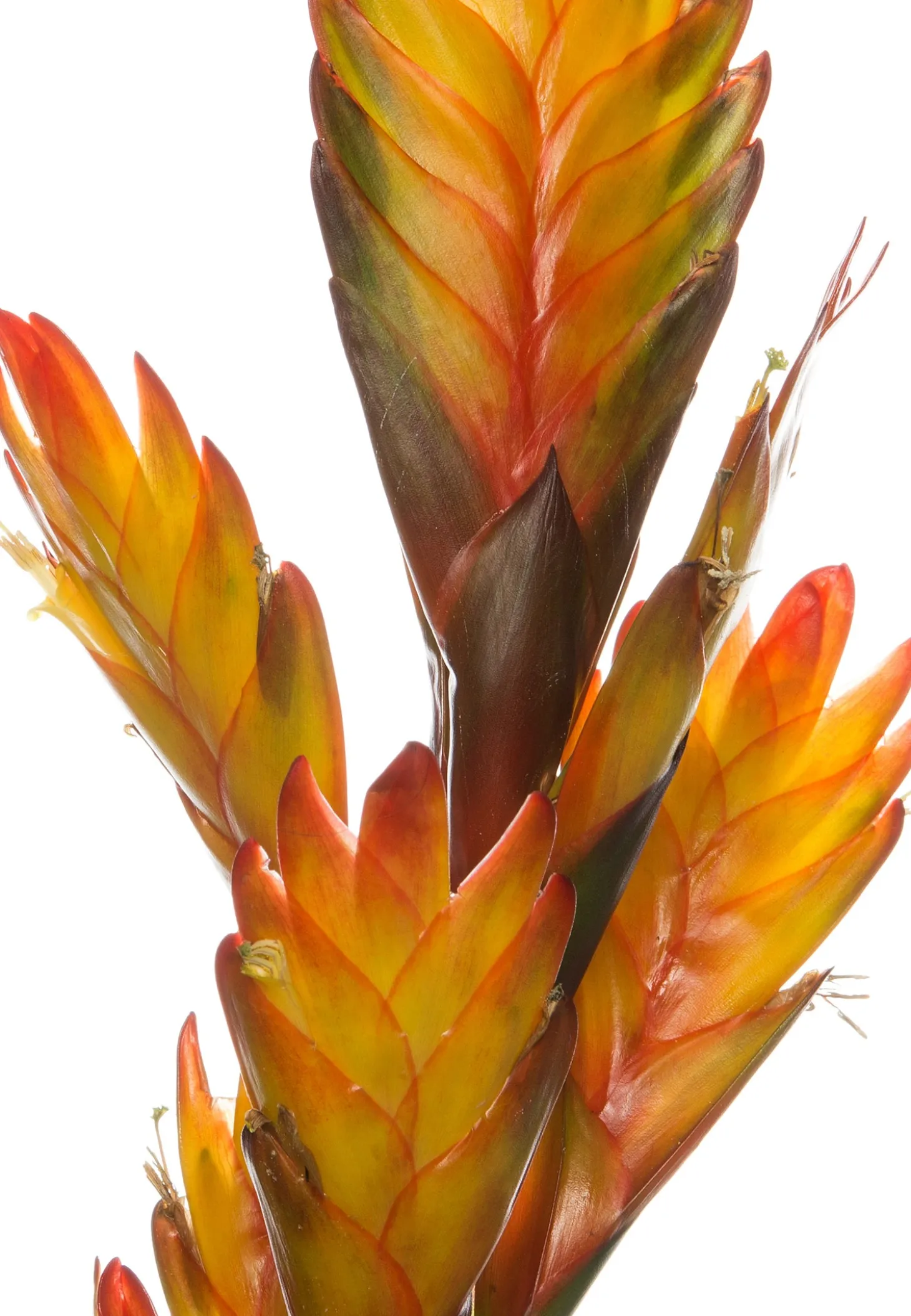 Vriesea (Vriesea 'Intenso yellow') D 12 H 48 cm