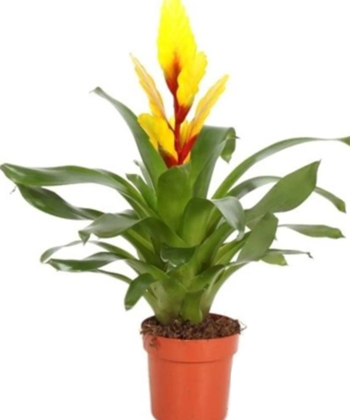 Vriesea (Vriesea 'Intenso yellow') D 12 H 48 cm