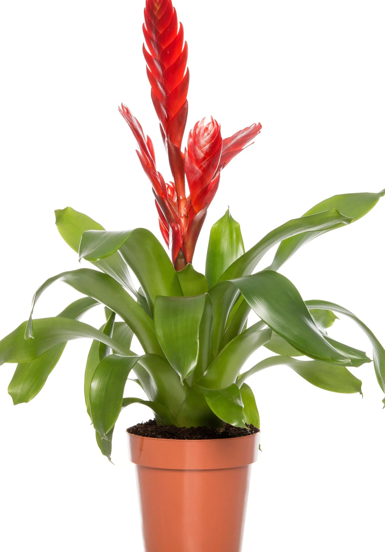 Vriesea (Vriesea 'Porto') D 12 H 45 cm
