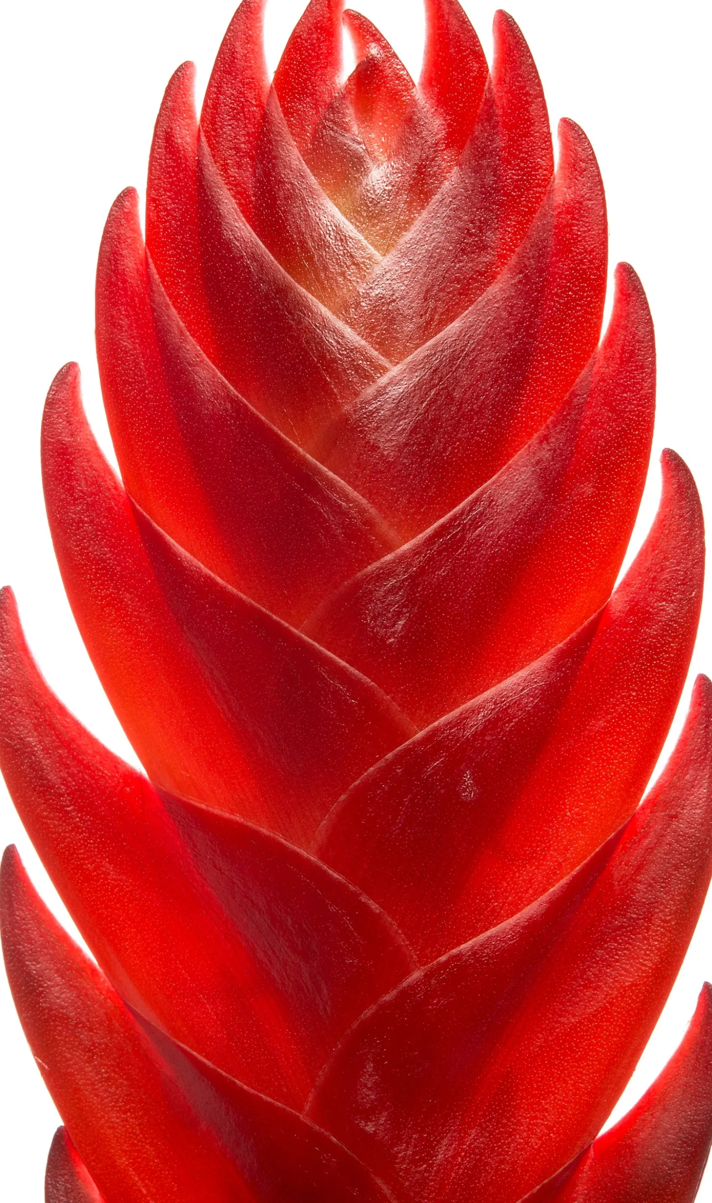 Vriesea (Vriesea 'Porto') D 12 H 45 cm