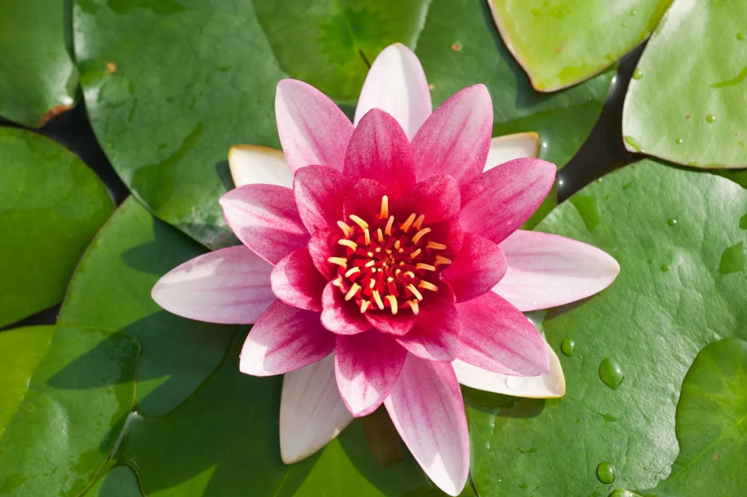 Waterlelie (Nymphaea 'Attraction') D 11 H 30 cm