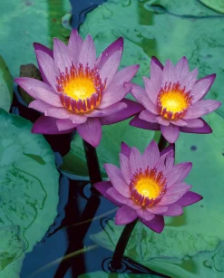 Waterlelie (Nymphaea 'King of the blues') D 18 H 30 cm