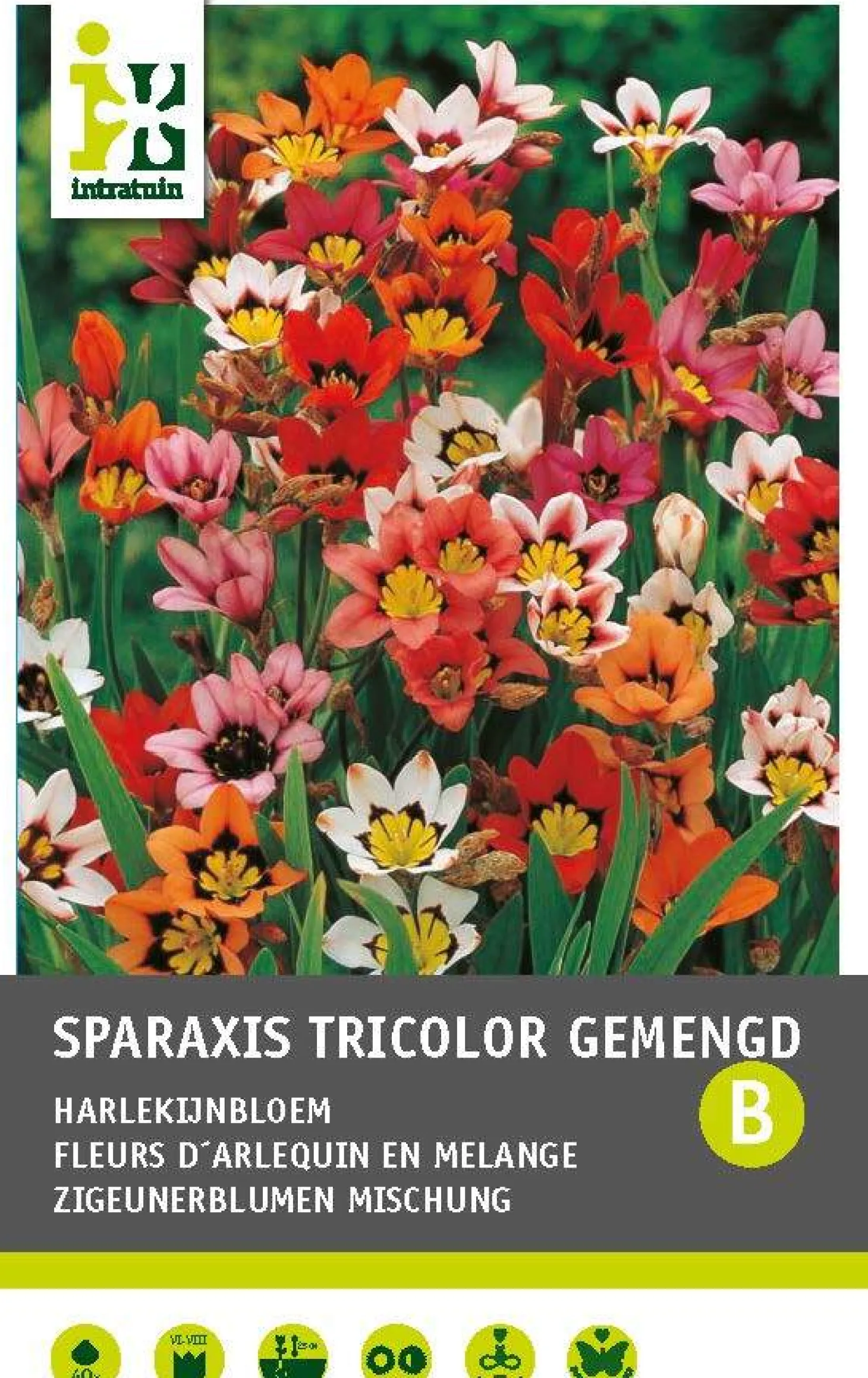 Zigeunerbloem (Sparaxis mixed) 40 stuks