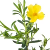 Zonneroosje (Halimium 'April Sun') D 17 H 30 cm