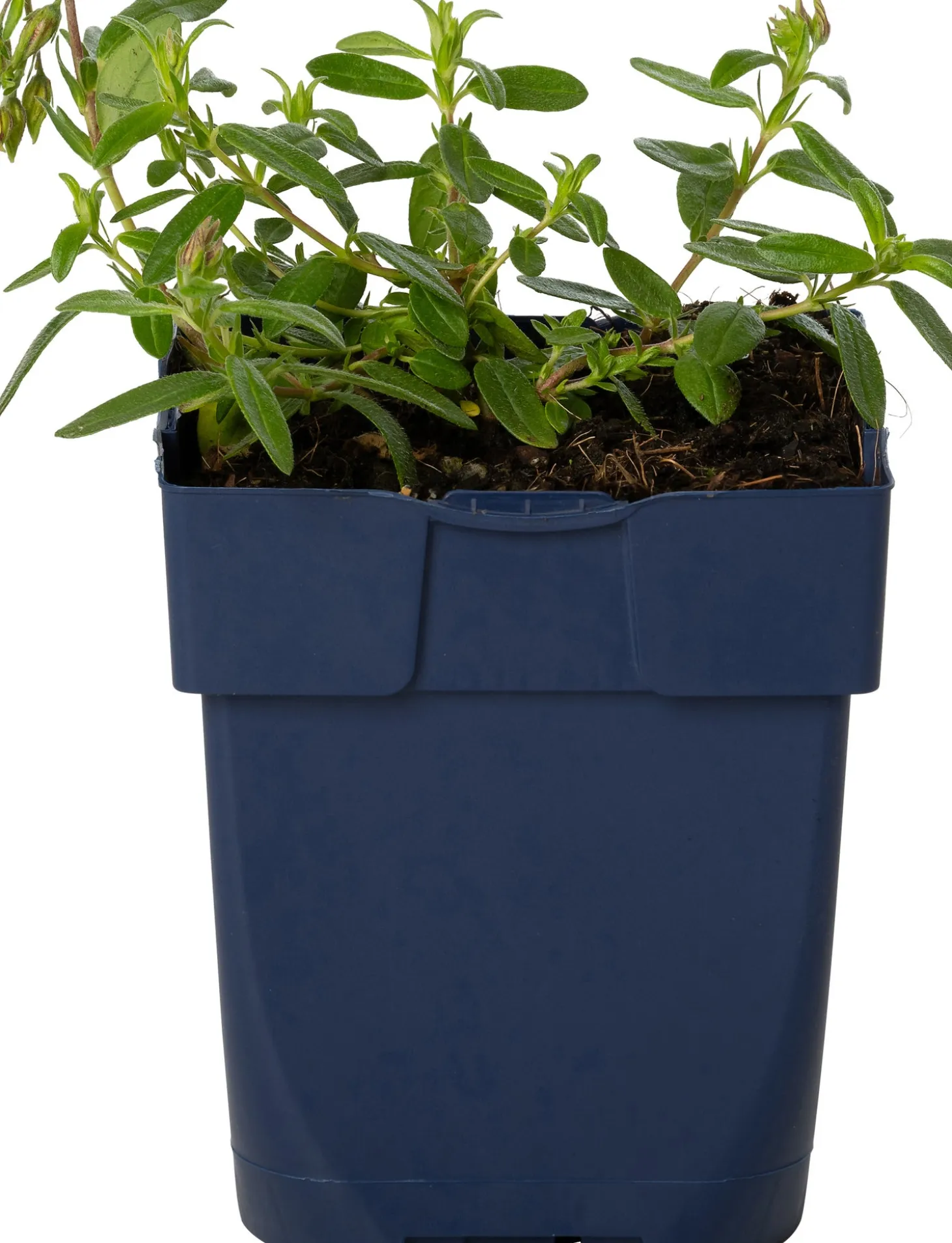 Zonneroosje (Helianthemum 'Bronzeteppich') D 9 H 15 cm