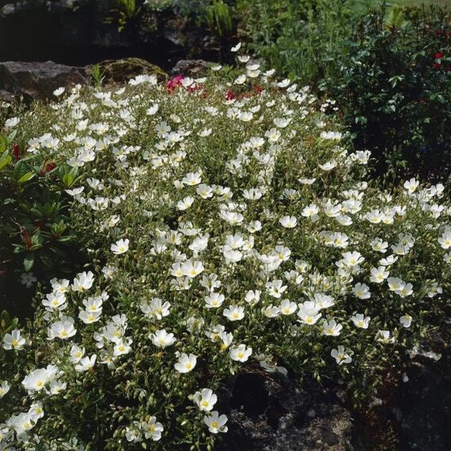 Zonneroosje (Helianthemum 'The Bride') D 9 H 10 cm